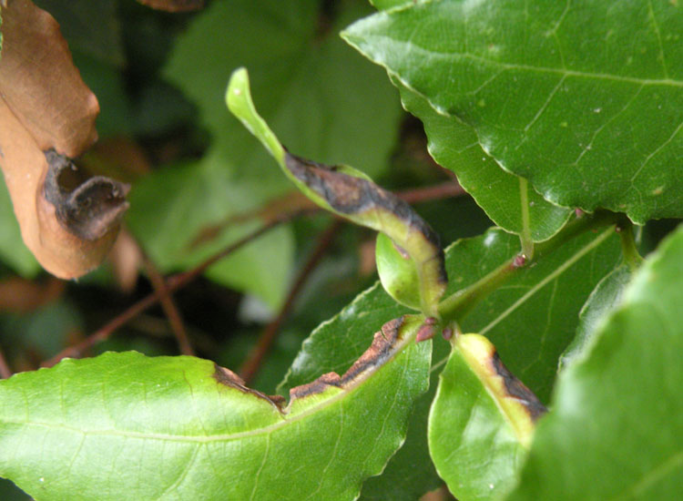 Verosimile Trioza alacris